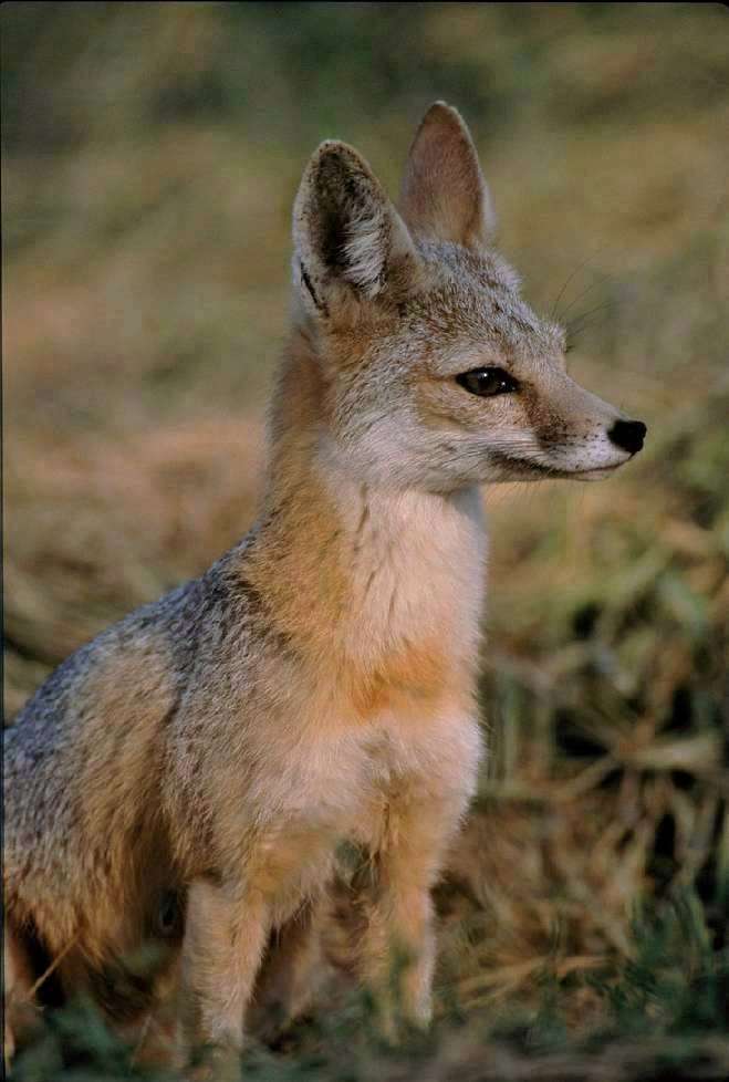 kit-fox.
