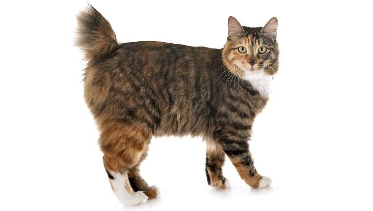 Kurilian Bobtail