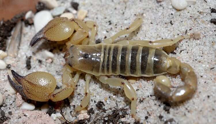 large-clawed-scorpion.