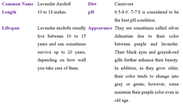 lavender-axolotl table