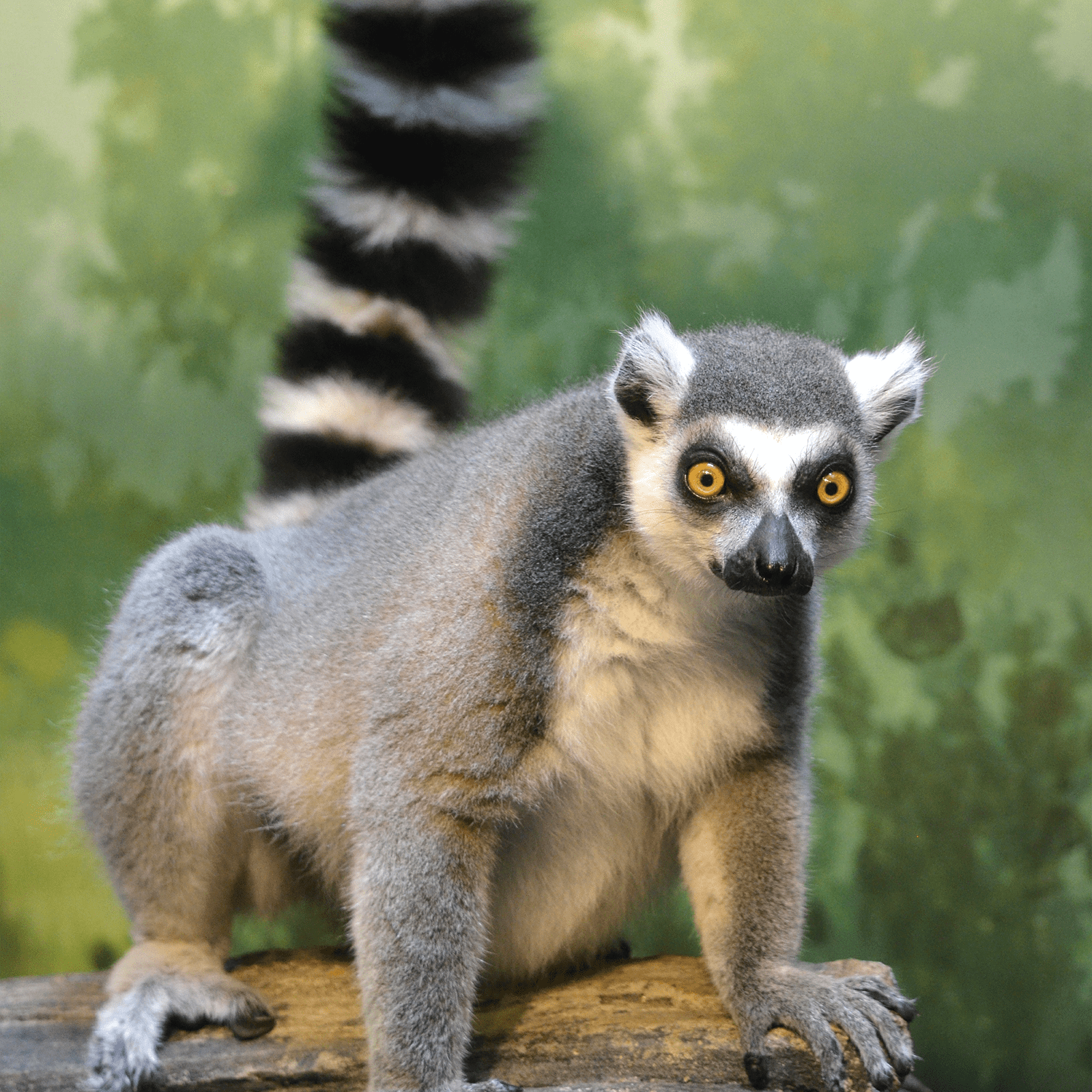 lemur.