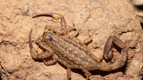 lesser-brown-scorpion..