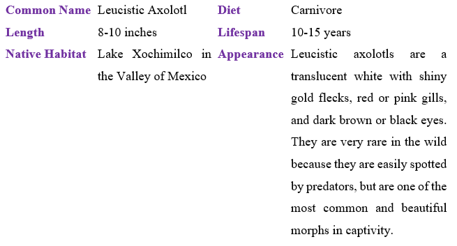 leucistic-axolotl table