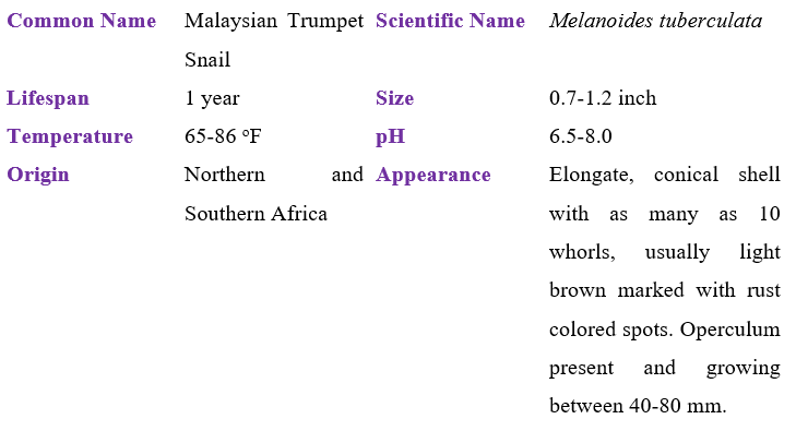 malaysian-trumpet-snail table