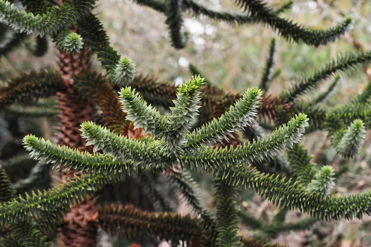 monkey-puzzle-trees