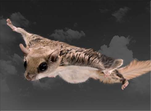 northern-flying-squirrel