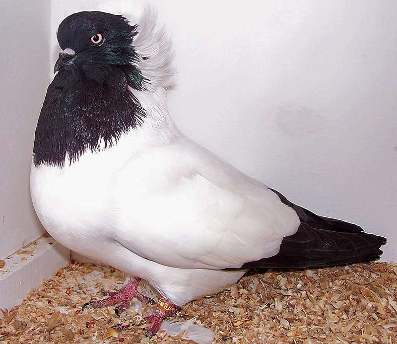nun-pigeon.