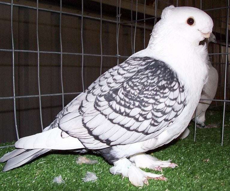 oriental-frill-pigeon.