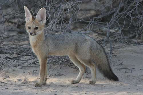 pale-fox