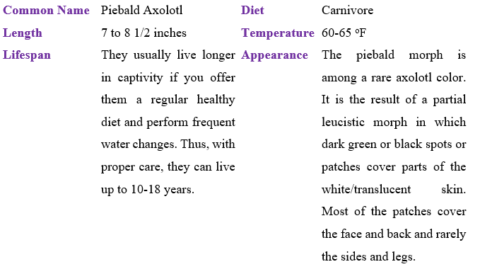 piebald-axolotl table