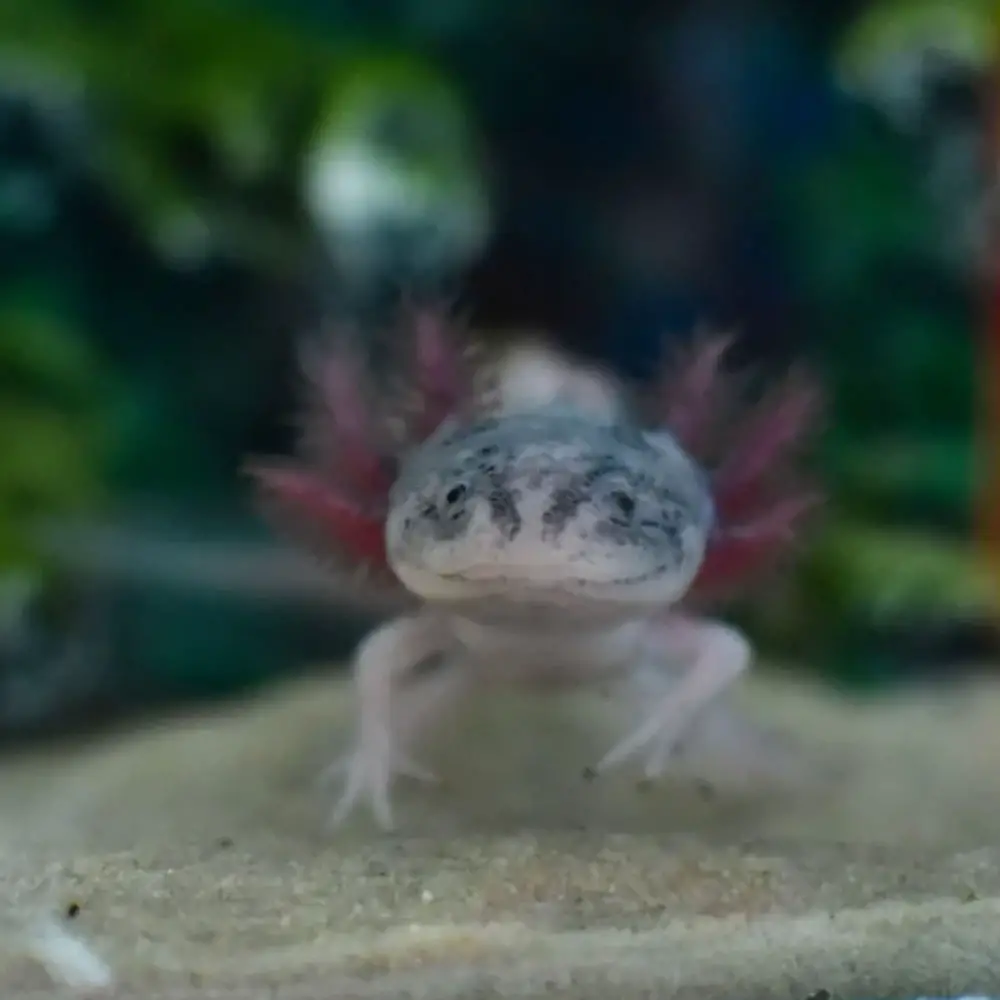 piebald-axolotl.