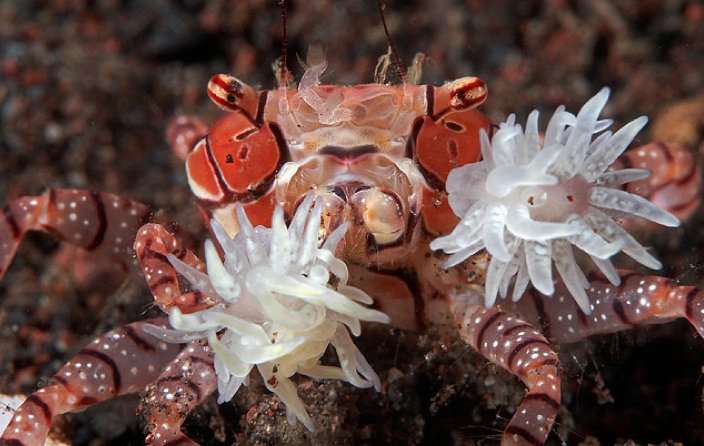 pom-pom-anemone-crab.