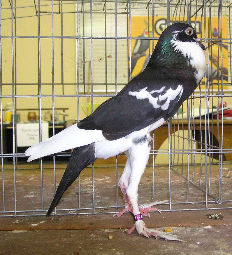 pouter-pigeon