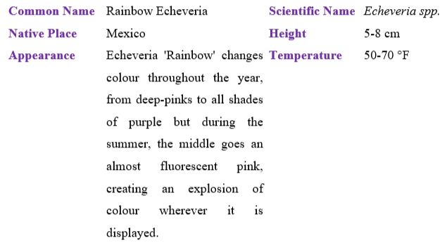 rainbow-echeveria table