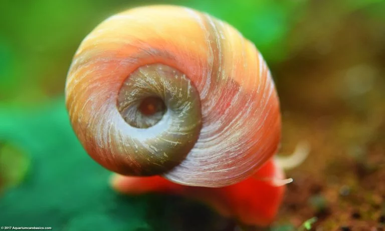 ramshorn-snail.