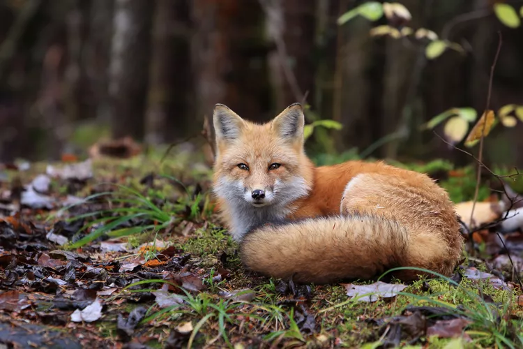 red-fox.