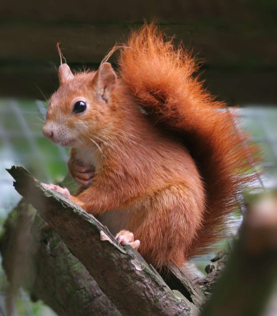 red-squirrel