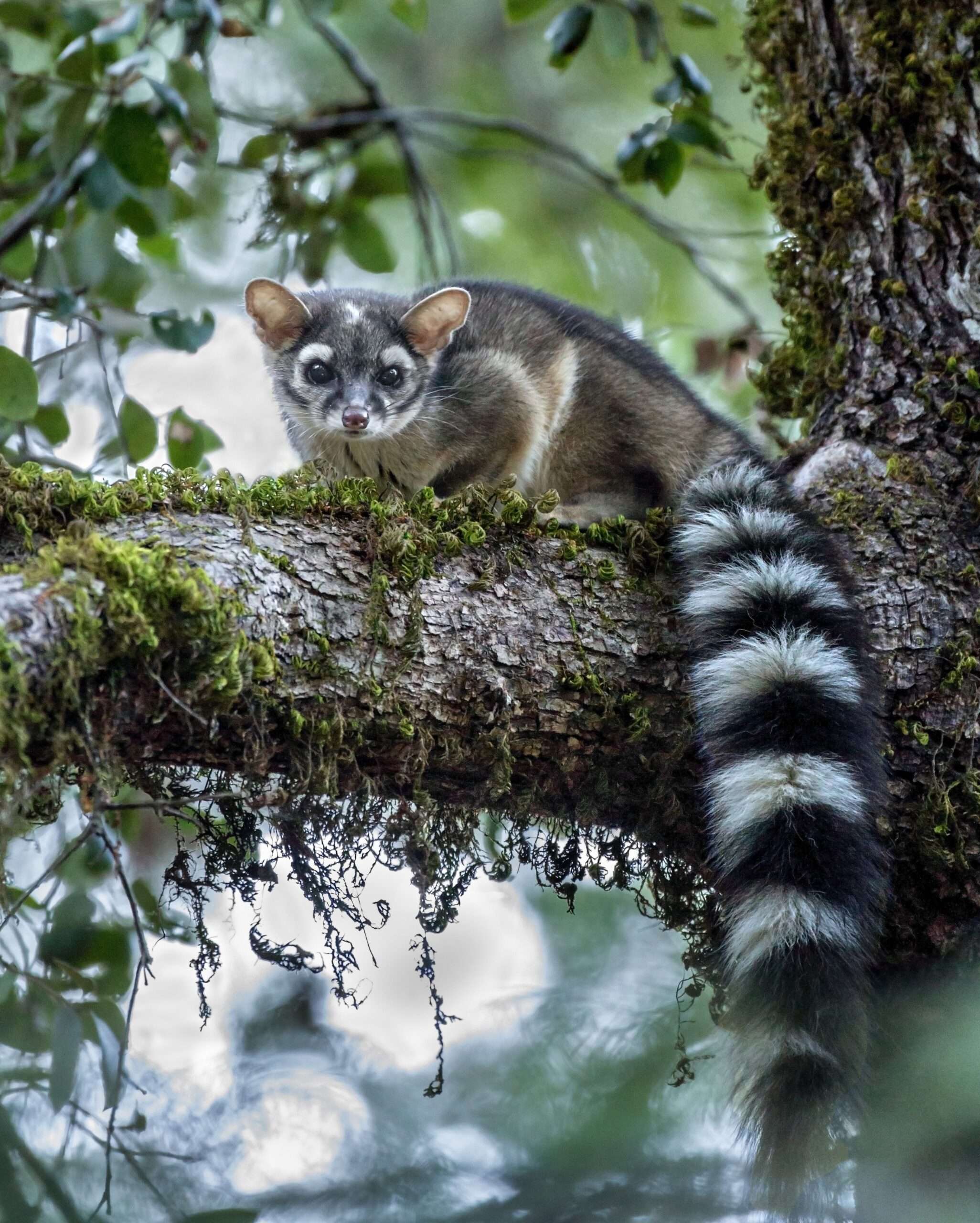 Ringtail