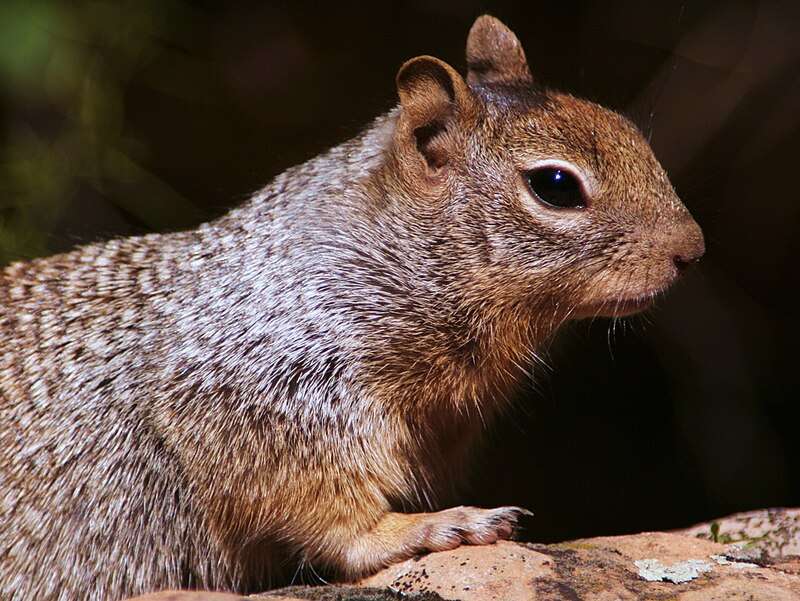 rock-squirrel.