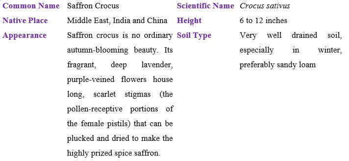 saffron-crocus table