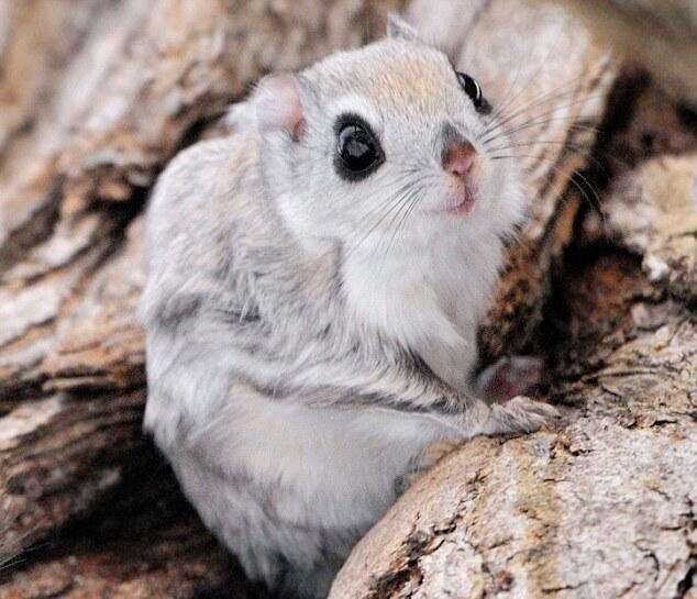 siberian-flying-squirrel.