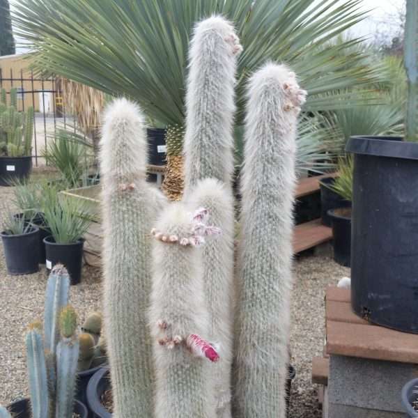 silver-torch-cactus.