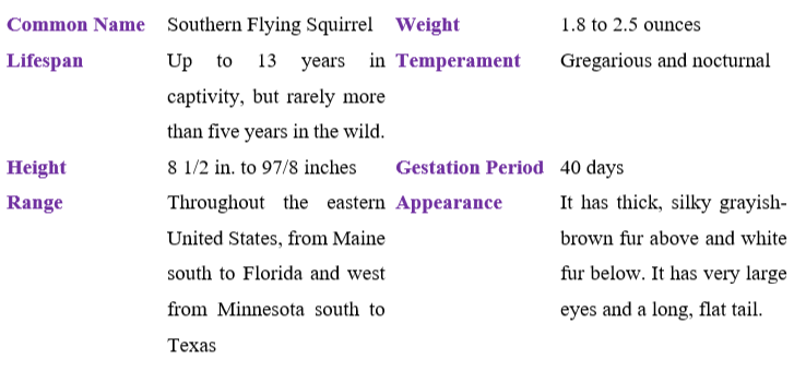 southern-flying-squirrel table