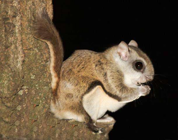 southern-flying-squirrel.