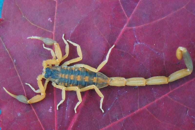 striped-bark-scorpion.