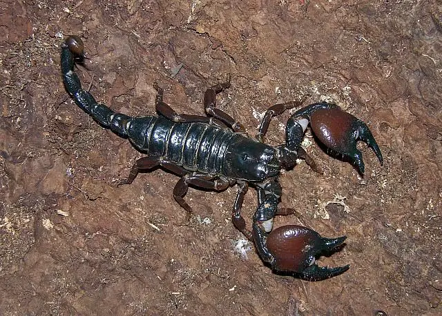 tanzanian-red-clawed-scorpion.