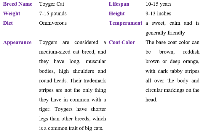 toyger-cat table