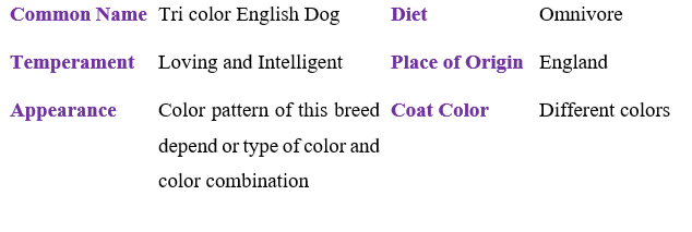tri-color-english-bulldog TABLE