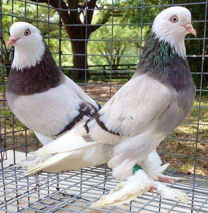 tumbler-pigeon