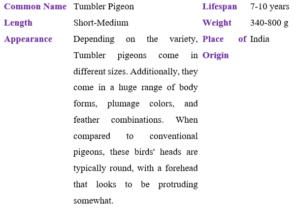 tumbler-pigeon table