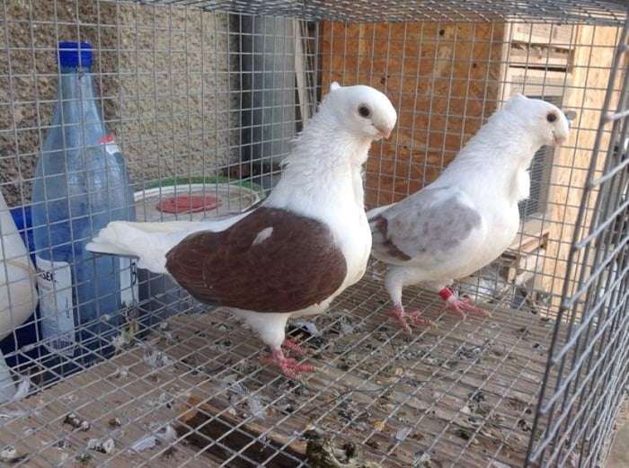 turbit-pigeon