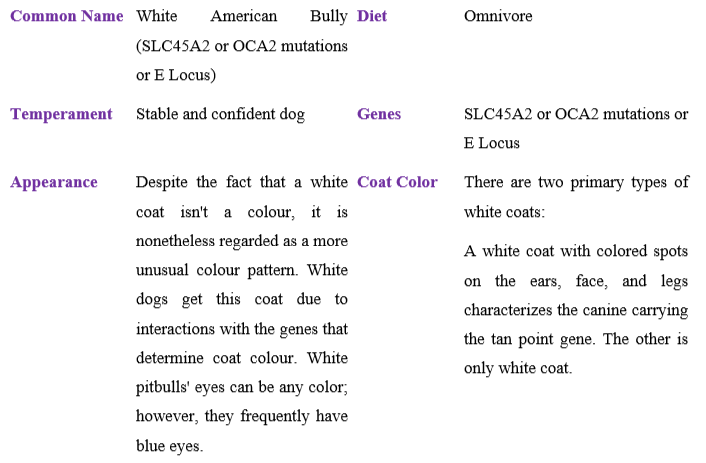 white-american-bully table