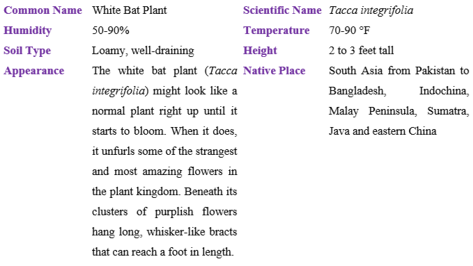 white-bat-plant table