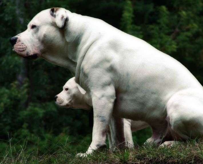 white-english-bulldog.