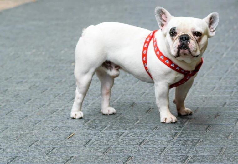 white-french-bulldog.