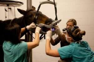 animal-dentistry-services