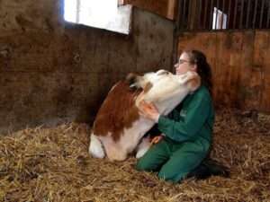 animal-massage-therapy