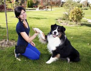 animal-training-and-behavior-services