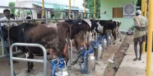 dairy-farm-management