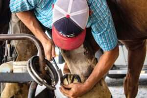 farrier-services