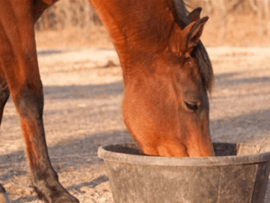 feeding-and-nutrition.