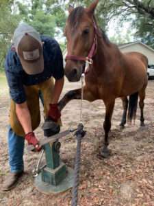 hoof-trimming-and-farrier-services.