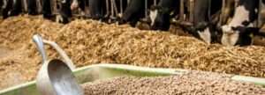 livestock-feed-production-and-supply.