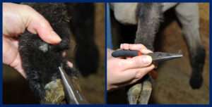 livestock-genetic-testing