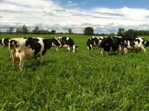 livestock-grazing-and-pasture-management