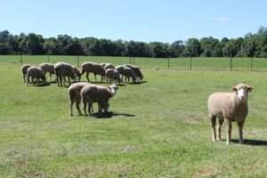 livestock-grazing-and-pasture-management.